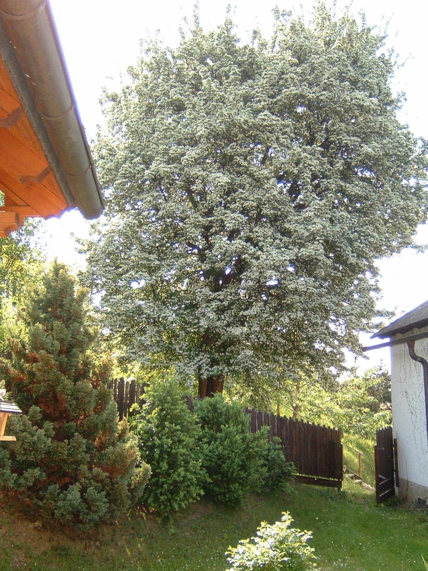 Gasthof Siegfried Gruber Hartmannsdorf Esterno foto